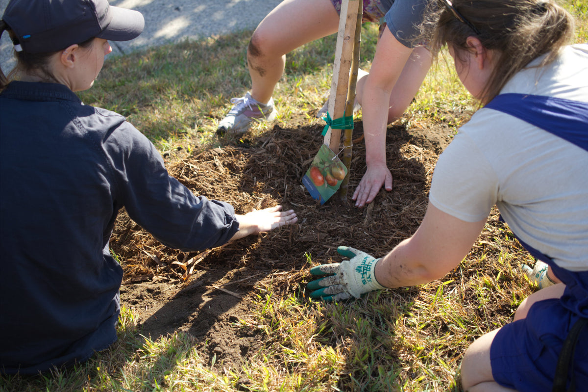 Three people planting a tree in a grassy area at The Black Radish urban farm.